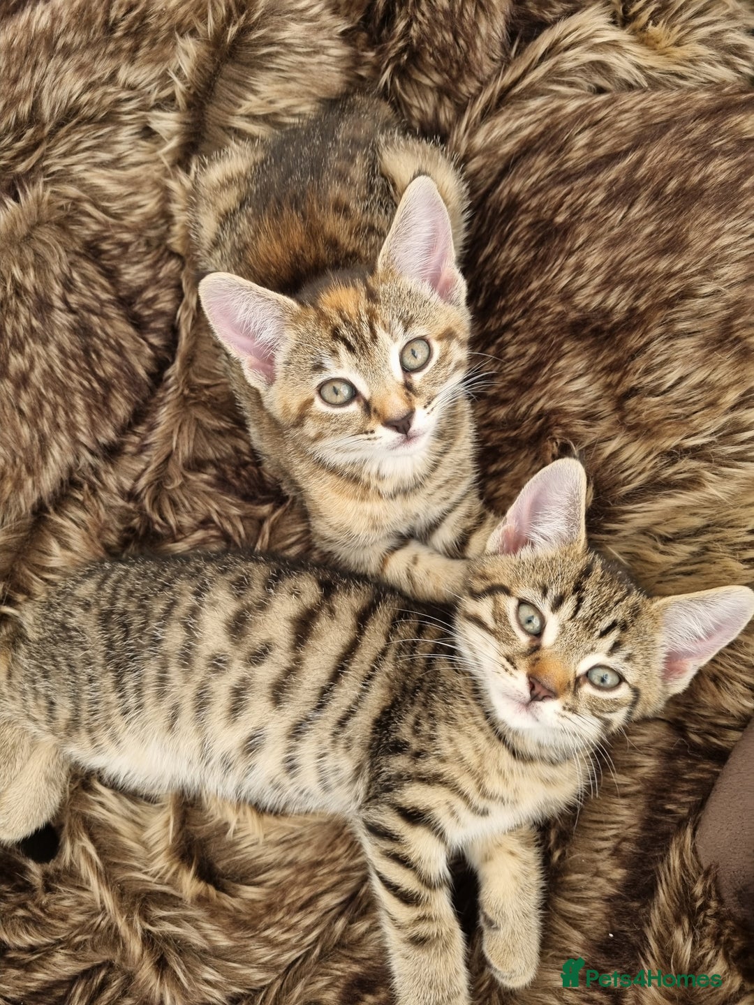 Mixed Breed cats for sale: 3 Bengal mix kittens ready for their new homes - Image 2