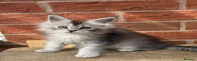 Silver girl 
