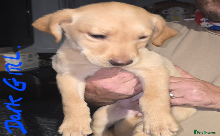 Labrador Retriever dogs - Advert 11