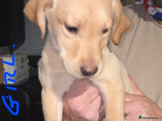 Labrador Retriever dogs Labrador pup looking for her new forever 🏡 - Advert 1