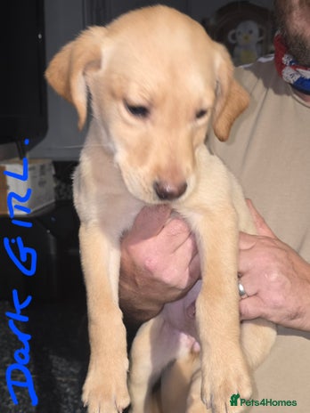 Labrador Retriever dogs - Advert 11