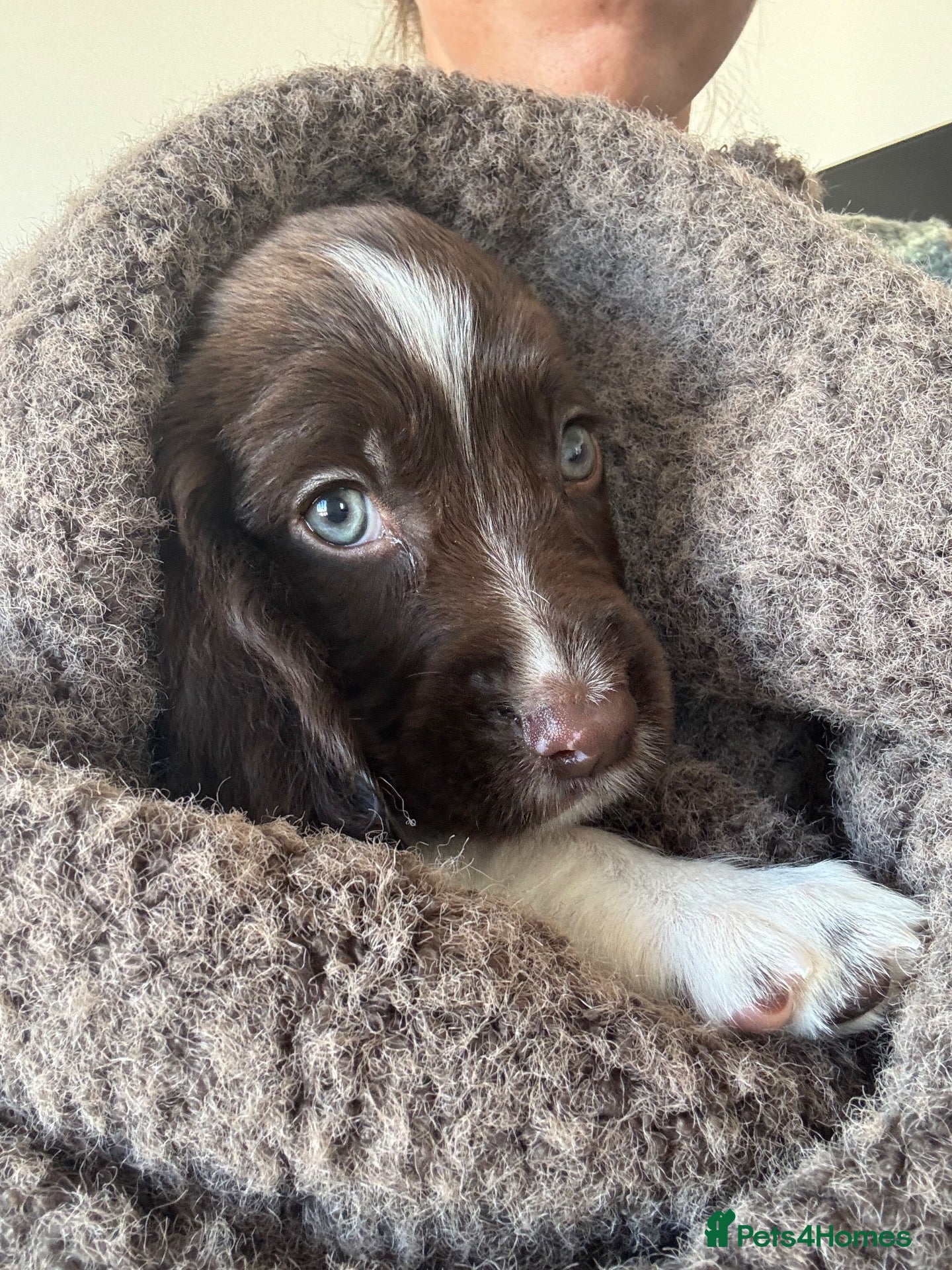 English Springer Spaniel dogs English springer spainel - Advert 1