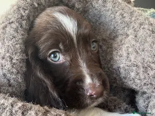 English Springer Spaniel dogs English springer spainel - Advert 1