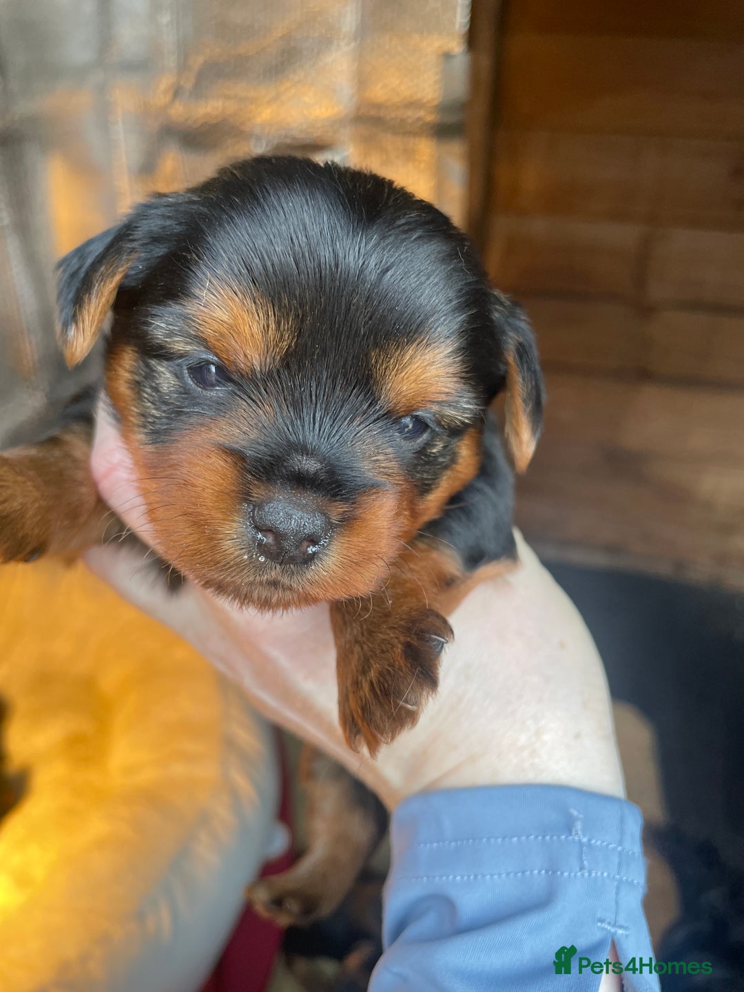 Yorkshire Terrier dogs for sale: Black and tan Yorkshire terrier puppies - Advert 14