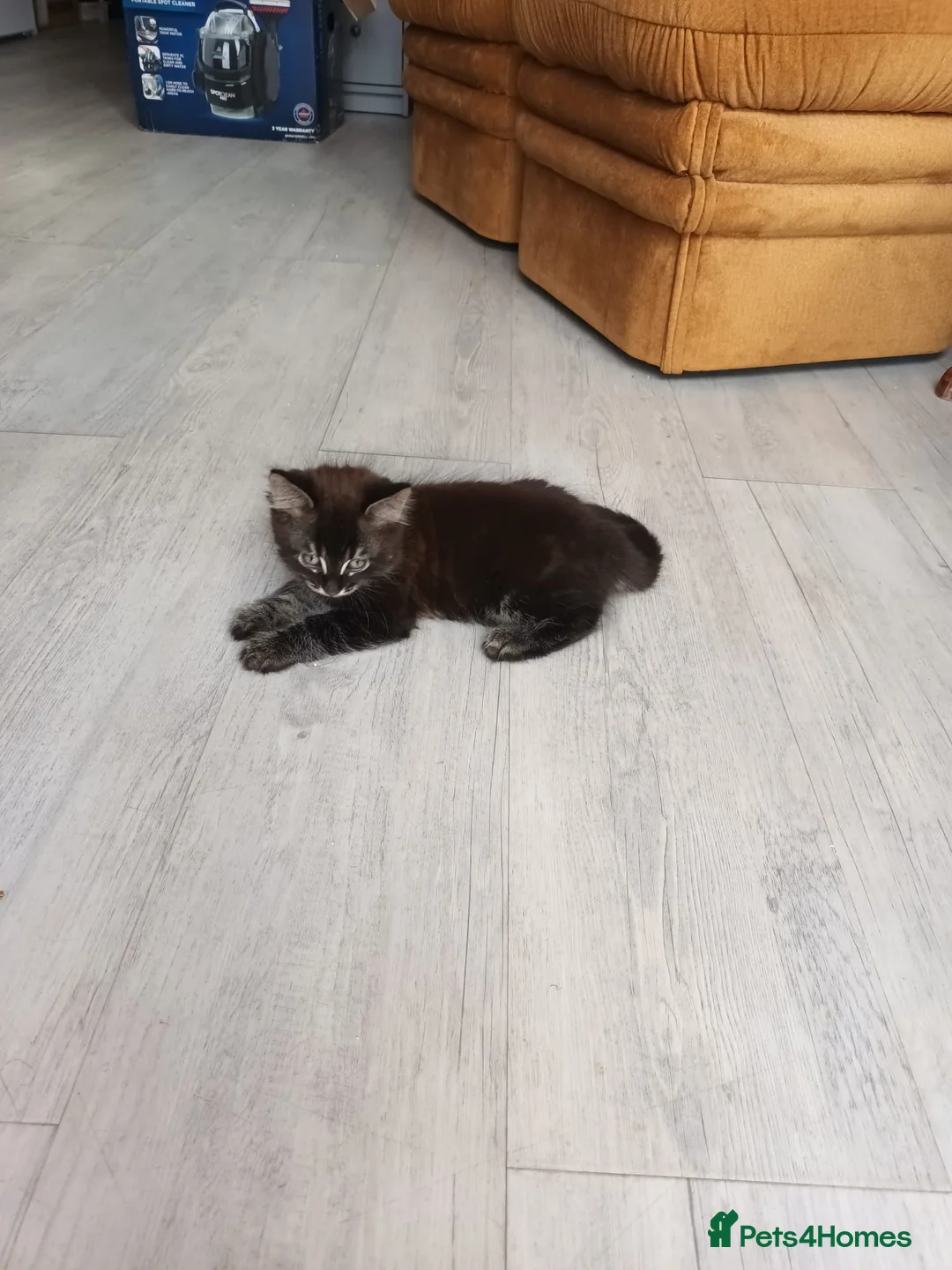 Mixed Breed cats for sale: Adorable and happy kittens - Advert 12