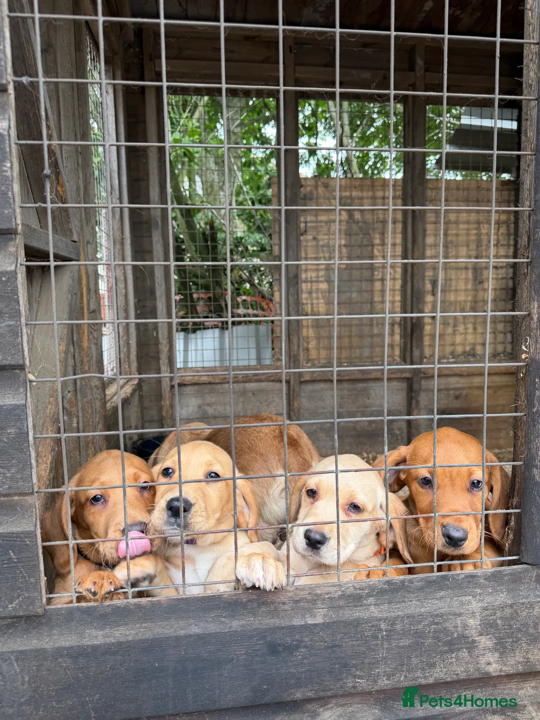 Cockerdor dogs for sale: Ready to go, Friendly Cockerdor pups 🤎 - Advert 2