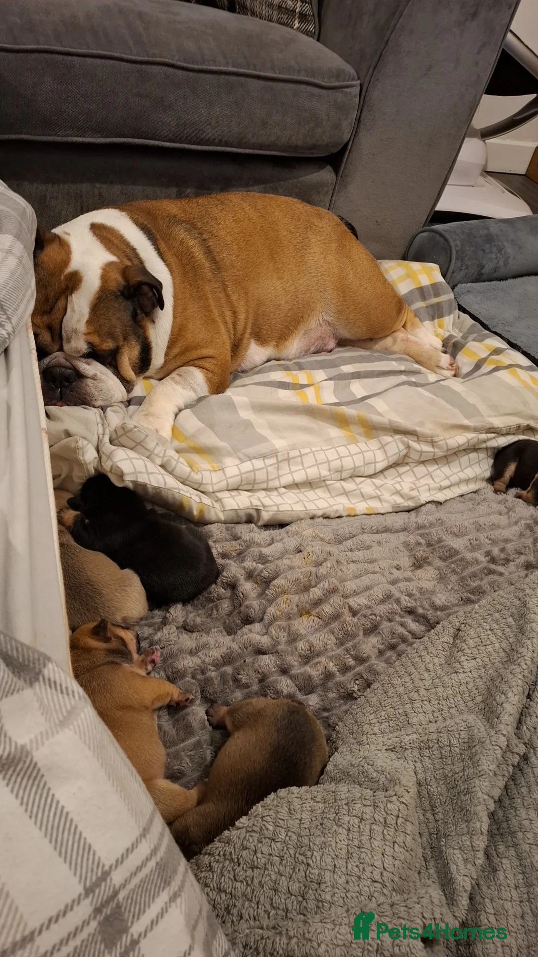English Bulldog dogs for sale: English bulldog puppies  in Arbroath - Advert 2