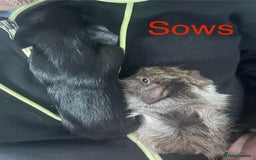 Guinea Pig rodents for sale: Bonded sows and boars £40 pair - Image 11