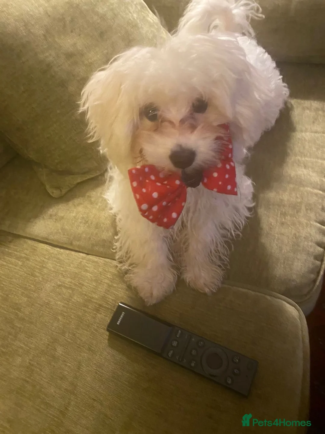 Maltese dogs for sale: Beautiful Male Maltese – 3 Years Old – £550 ONO in London - Advert 12