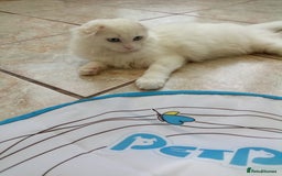 Scottish Fold cats for sale: ready now for there forever homes - Image 13