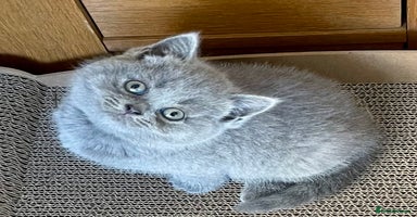 British Shorthair cats - Advert 6
