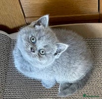 British Shorthair cats - Advert 6