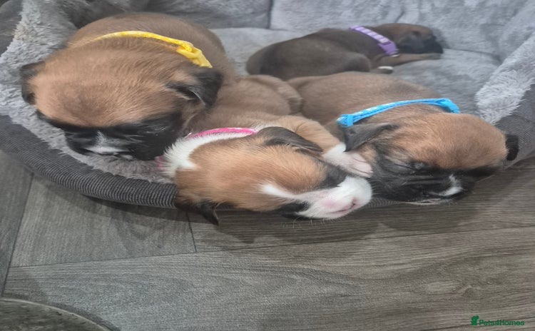 Boxer dogs - Advert 1