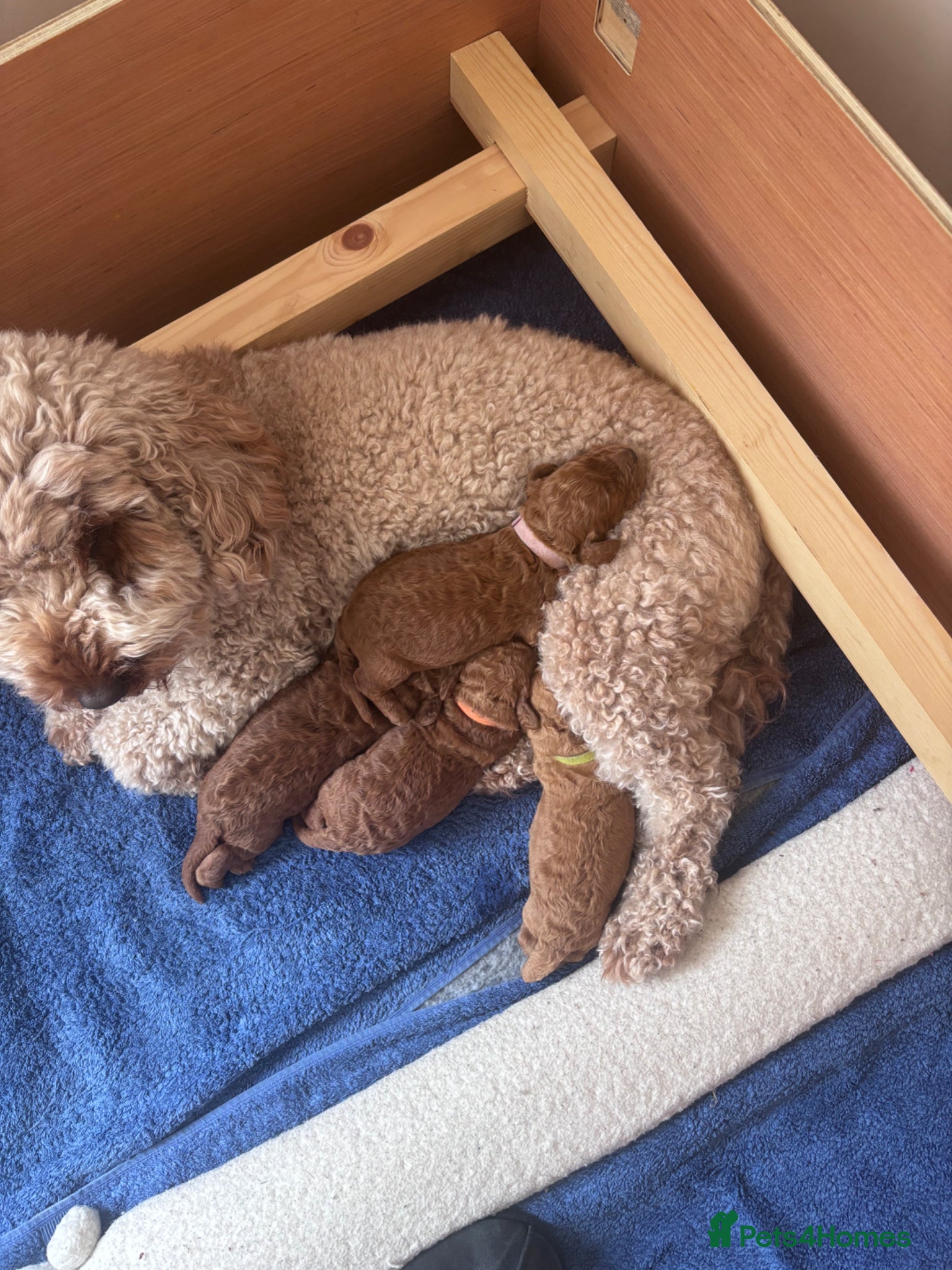 Cavapoo dogs for sale: Stunning Red Cavapoo Puppies - Advert 4