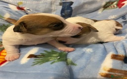 Mixed Breed dogs for sale: Chihuahua x Jack Russell puppies - Image 5