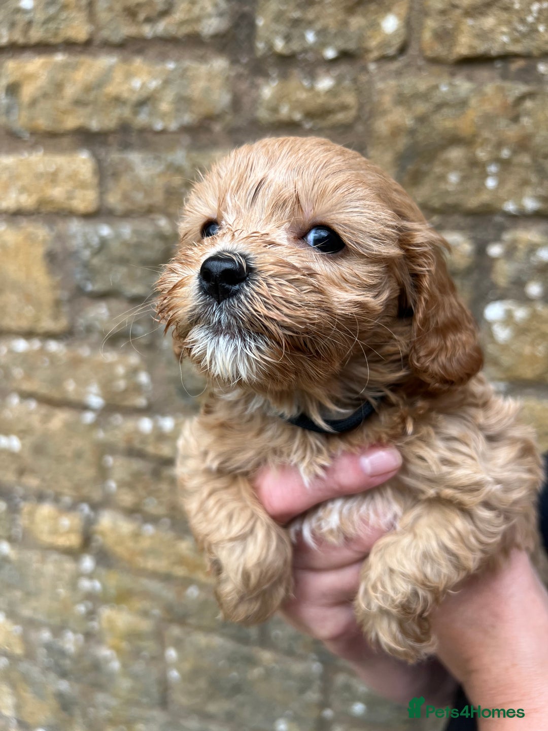 Cavapoo dogs for sale: Cavapoos puppies  - Image 17