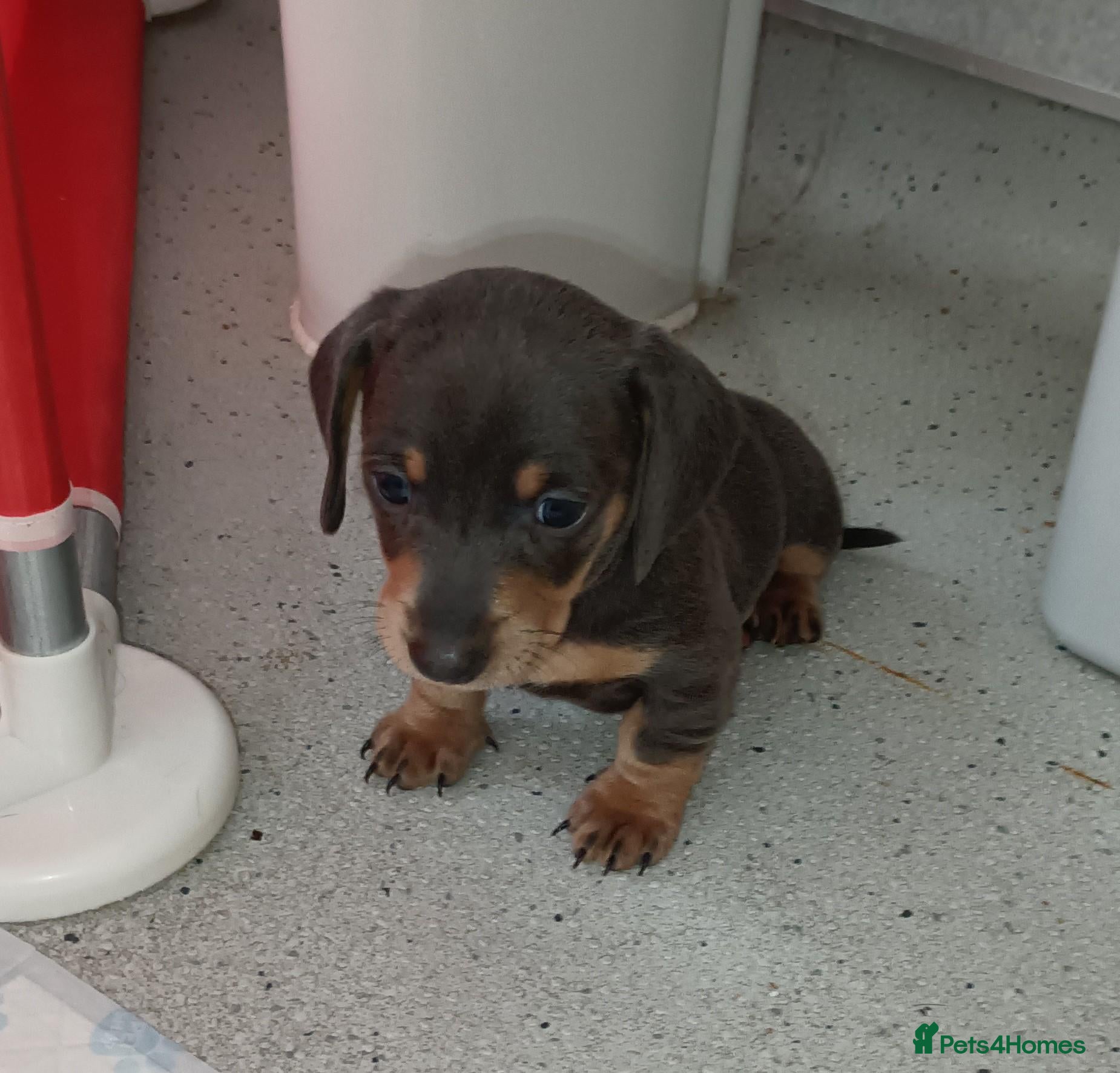 Miniature Dachshund dogs for sale: Last boy left stunning miniature dachshund  - Advert 16