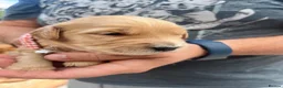 Golden Retriever dogs for sale: Loving, family raised golden retriever puppies  - Advert 15