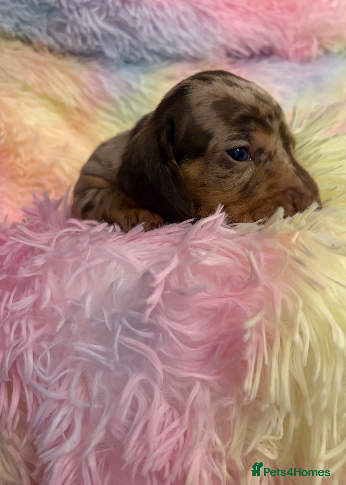 Miniature Dachshund dogs for sale: Miniture dachshund puppies  - Advert 22