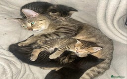 Domestic Shorthair cats for sale: 3 female kittens  - Image 13