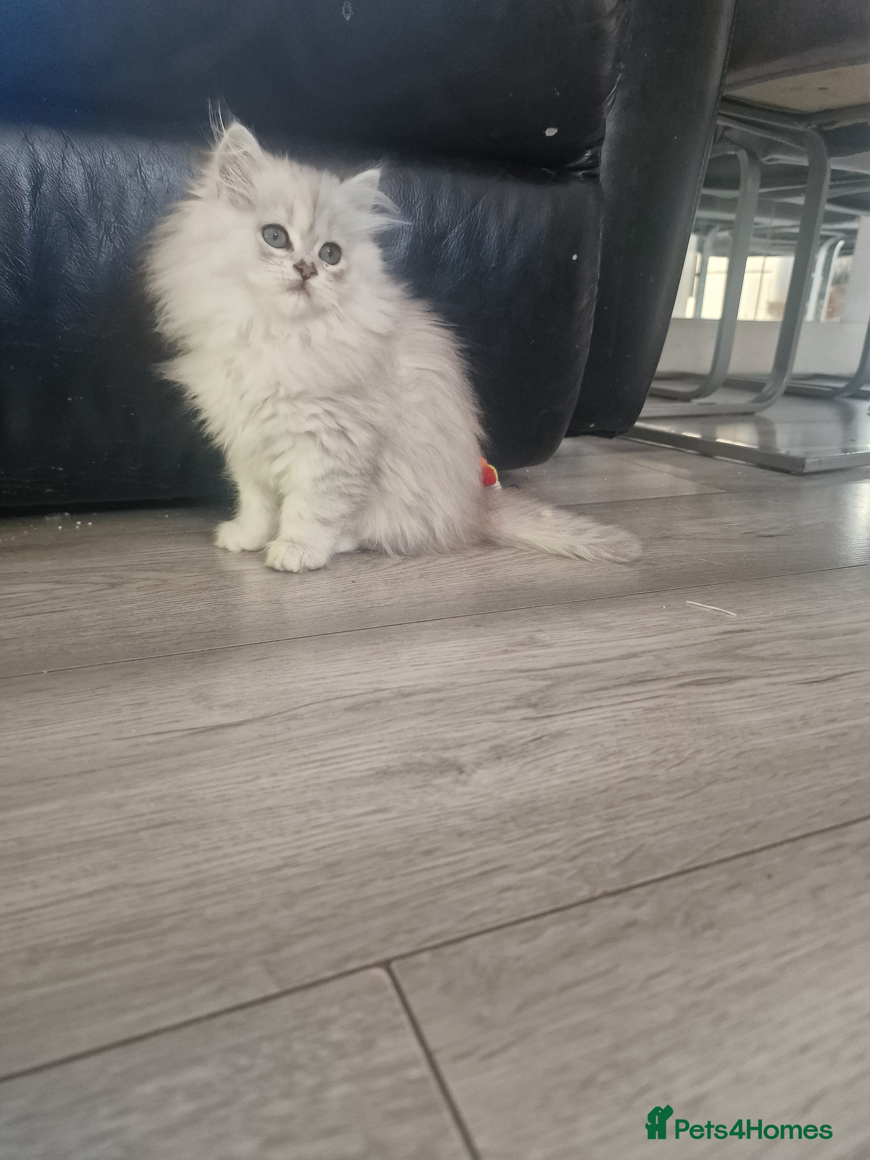 British Longhair cats 5 Beautiful British Longhair white/silver kittens - Advert 2