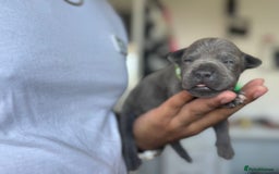 Staffordshire Bull Terrier dogs for sale: 😍😍 BEAUTIFUL & CHUNKY BLUES💙 - Image 20