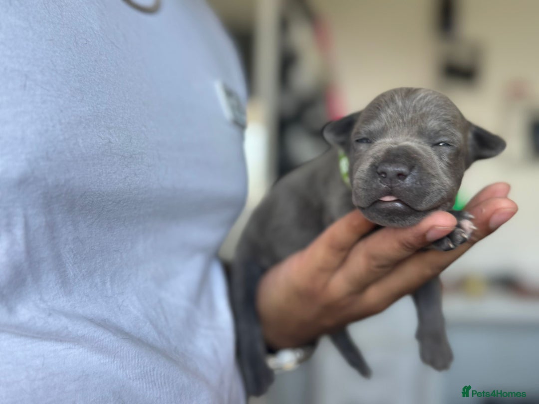 Staffordshire Bull Terrier dogs for sale: 😍😍 BEAUTIFUL & CHUNKY BLUES💙 - Image 20