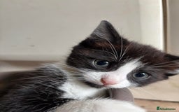 Domestic Shorthair cats for sale: 3 male kittens for sale - Image 4