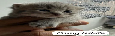 British Shorthair Kitten 4