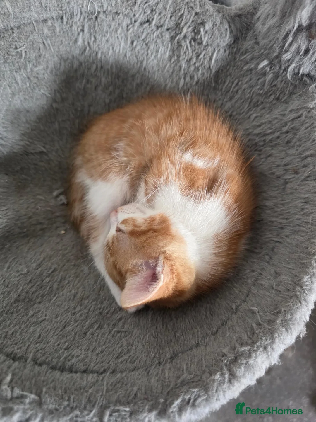 Domestic Shorthair cats for sale: 7 beautiful kittens ! Ready to leave  - Advert 15