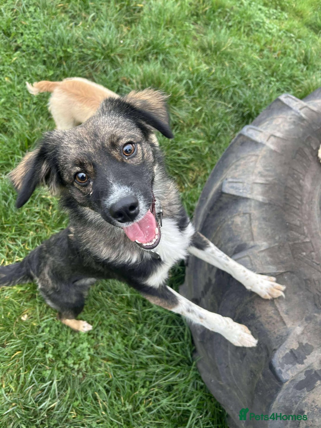 Mixed Breed dogs for adoption: MABEL - Image 9