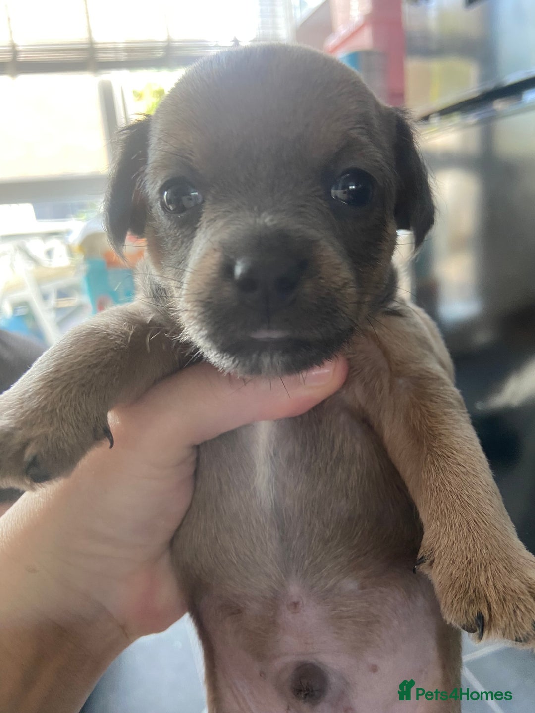 Mixed Breed dogs for sale: Jackawawas for sale  - Image 2