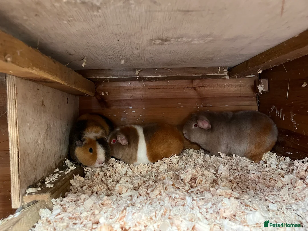 Guinea Pig rodents for sale: Teddy guinea pigs for sale  - Advert 2