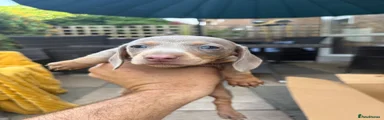Dachshund 2
