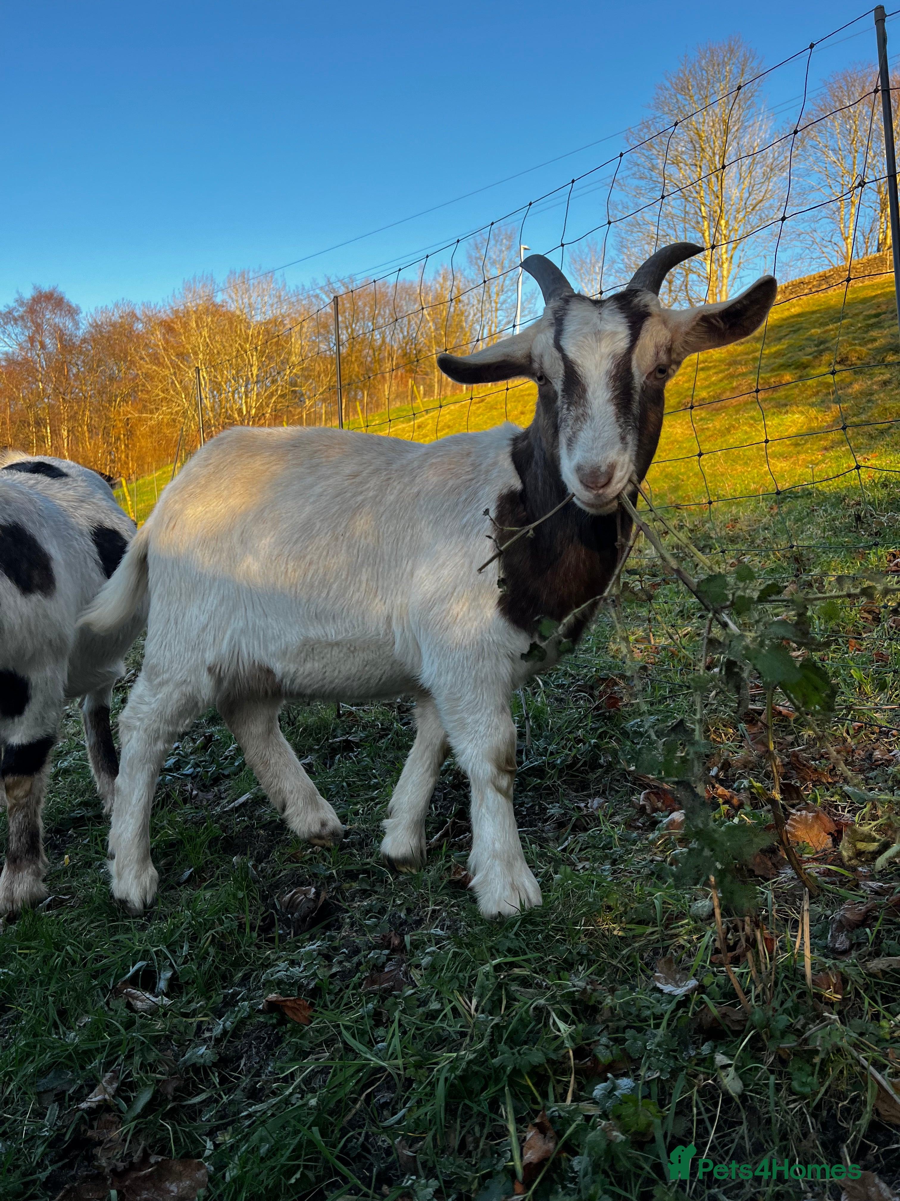 Goats livestock Wether male Goat 10 months - Advert 6