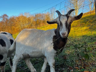 Goats livestock Wether male Goat 10 months - Advert 6
