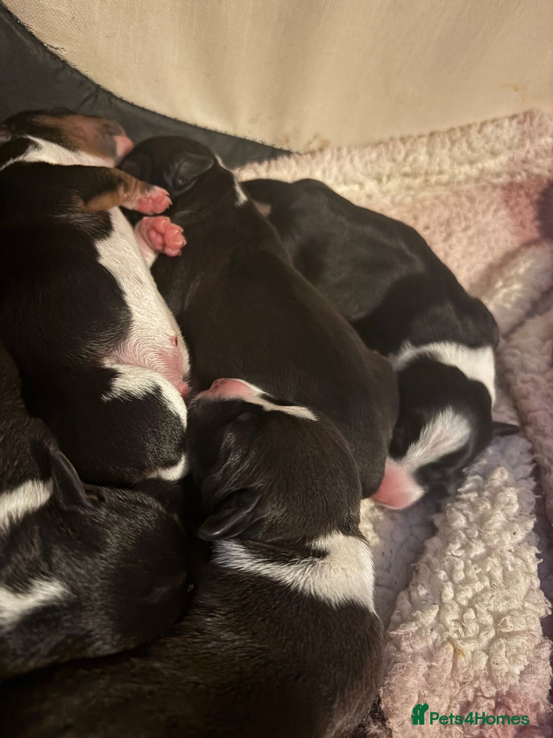 Jack Russell dogs for sale: Jack Russel pups - Advert 15