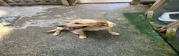 Labrador Retriever dogs for sale: Labrador male and female for sale - Advert 6