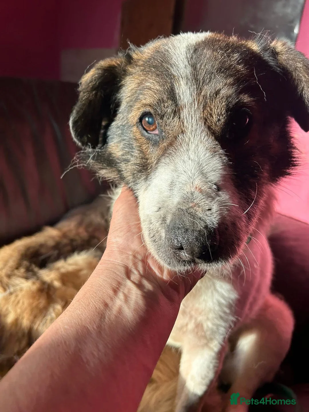 Mixed Breed dogs for adoption: Roger - Norwich Norfolk  in Norwich - Advert 4