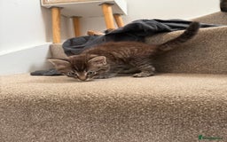 Mixed Breed cats for sale: beautiful tabby kittens ready for their new home☺️ - Image 6