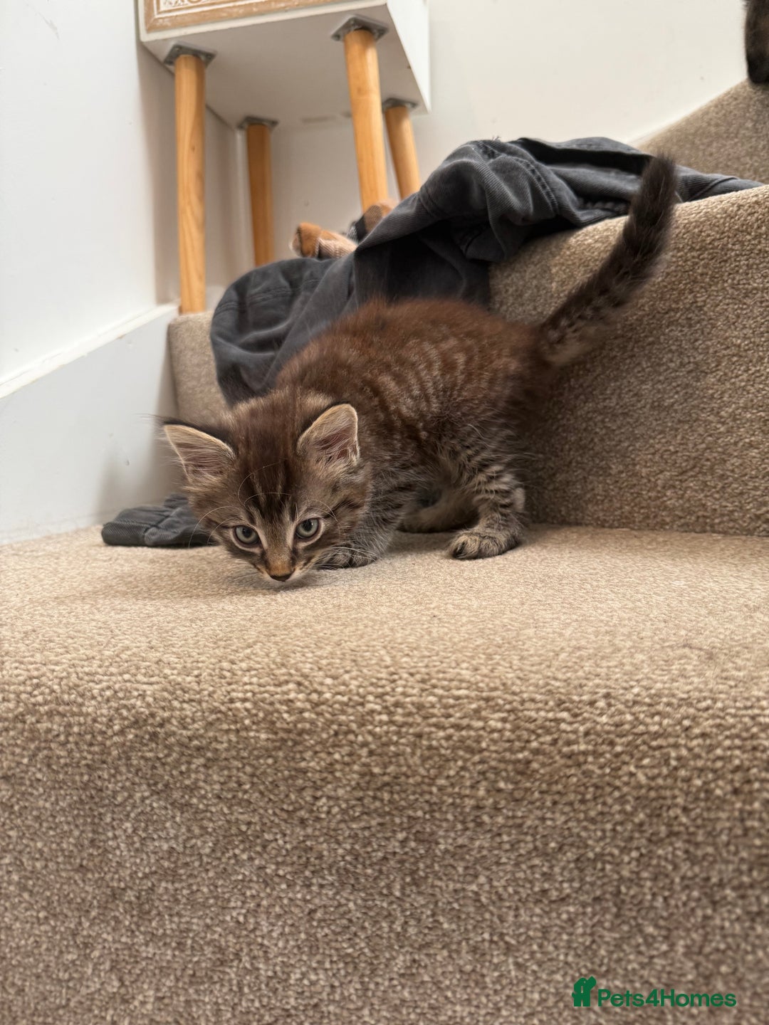 Mixed Breed cats for sale: beautiful tabby kittens ready for their new home☺️ - Image 6
