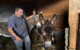 Donkey livestock for sale: Grey donkey - Advert 2