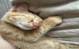 Mixed Breed cats for sale: Reggie - Image 2