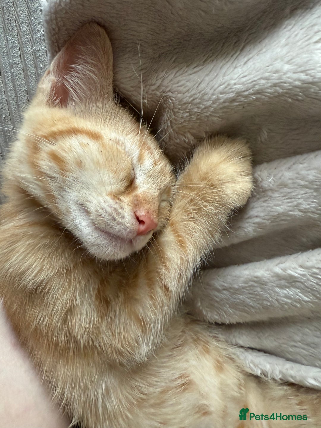 Mixed Breed cats for sale: Reggie - Image 2