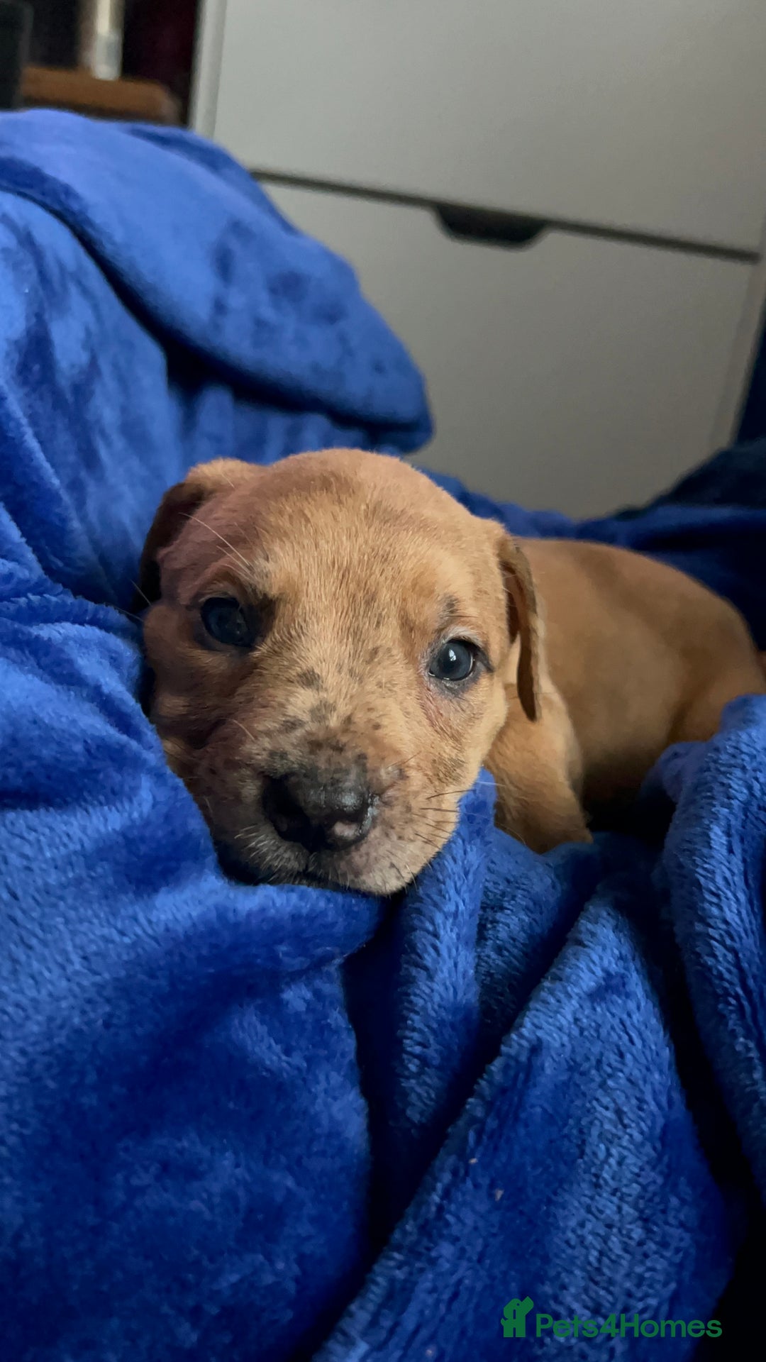 Mixed Breed dogs for sale: Mix breed Staff  - Advert 25