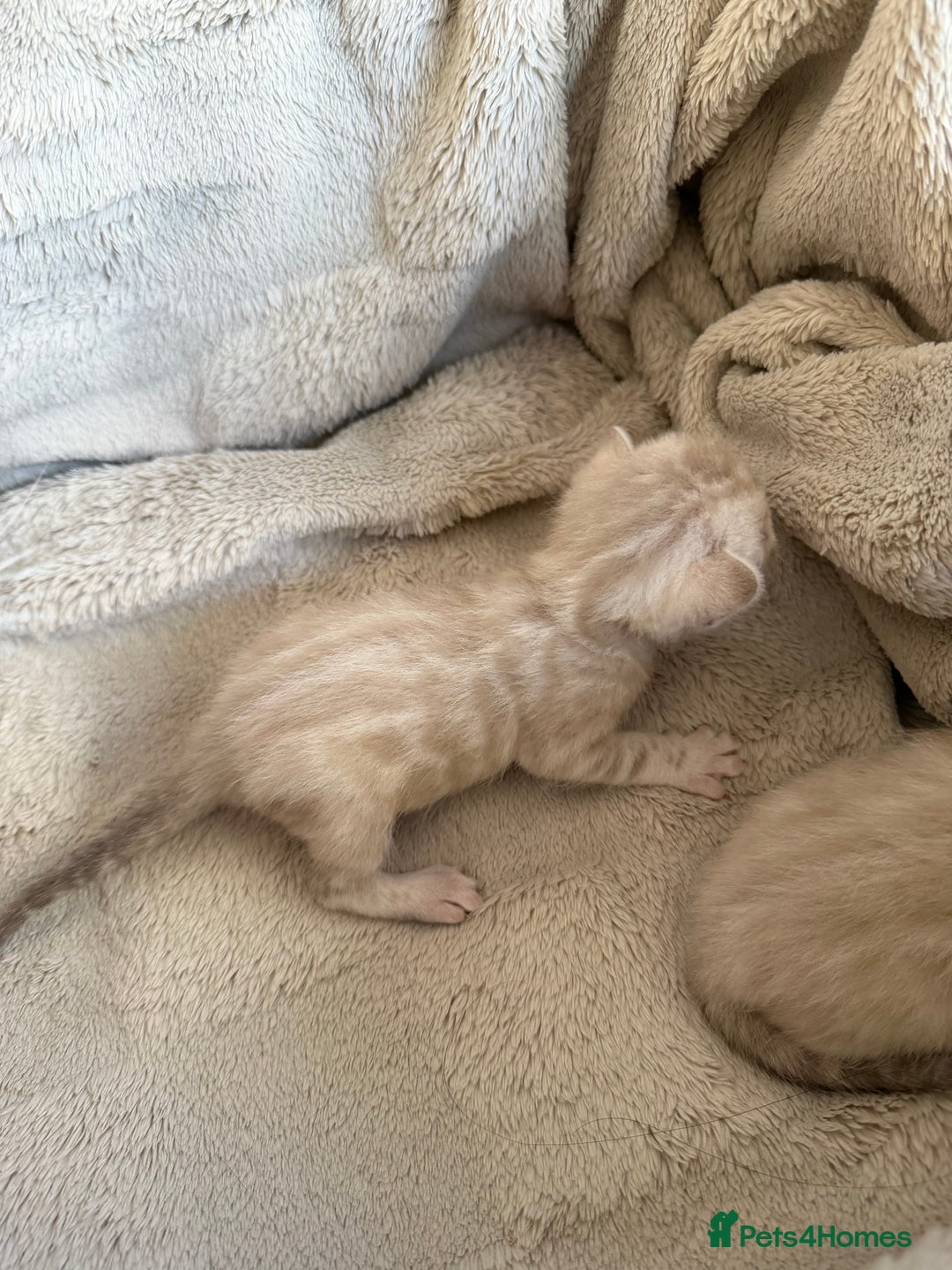 Bengal cats for sale: Milo & Mayas Pure Bengal Babies  - Advert 3