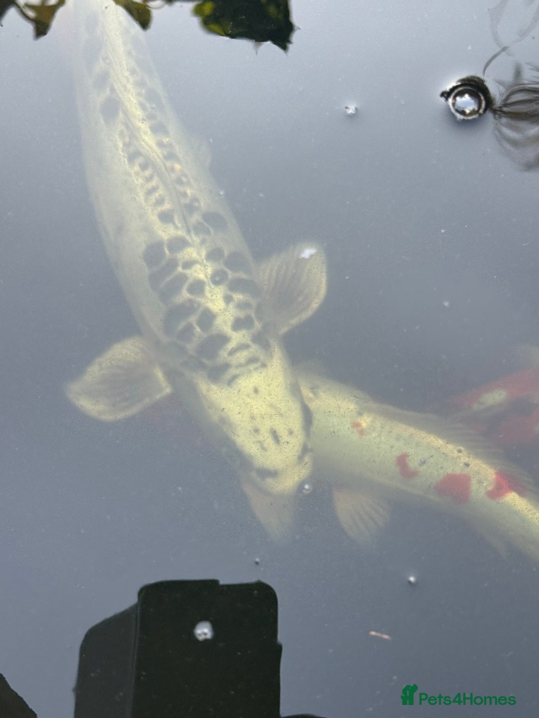 Koi Carp fish for sale: Complete Koi carp set up for sale - Image 30