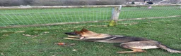 German Shepherd dogs for sale: German shepherd Czech working line  - Advert 9