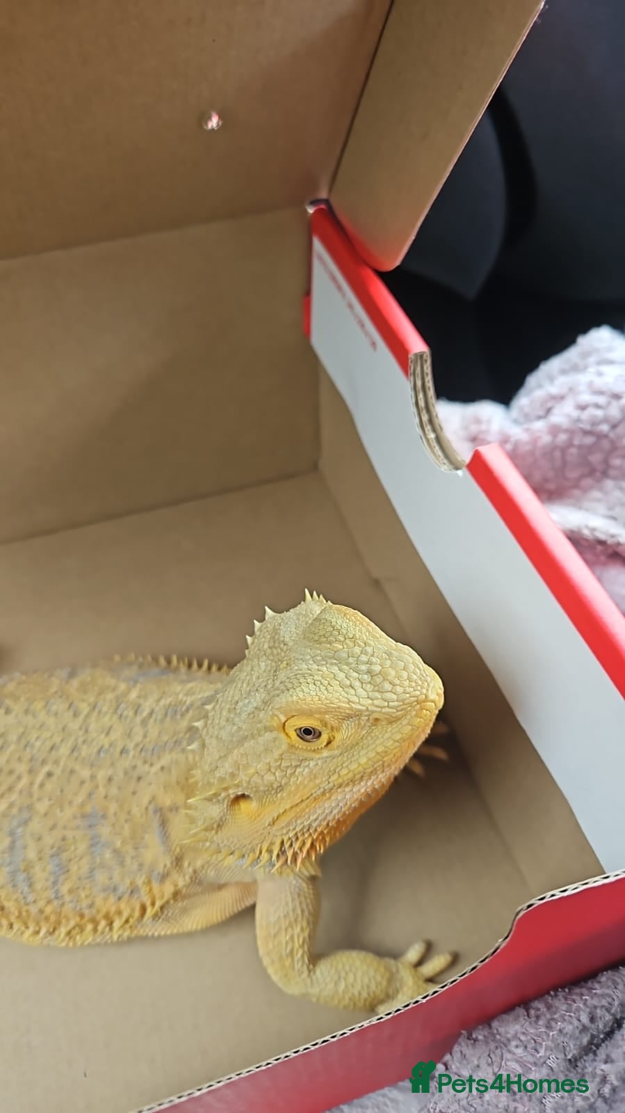 Bearded Dragon reptiles 3 year old beautiful female dragon - Advert 2