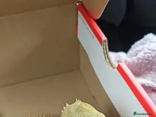 Bearded Dragon reptiles 3 year old beautiful female dragon - Advert 2